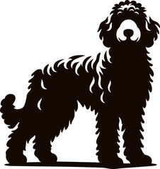 Obraz premium Goldendoodle