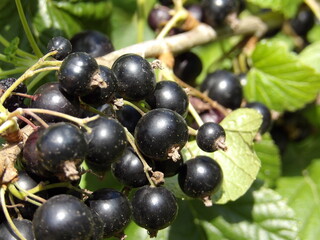 Zbliżenie na owoce czarnej porzeczki 