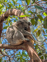 Koala sleeping on a tree