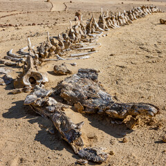 Egypt, Fayoum area, Wadi el Rayan, Whale Valley, Wadi el Hitan