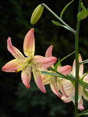 Zbliżenie na barwny kwiat lilii © Kumulugma