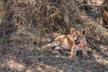 Fototapeta premium Rest after meal
