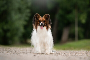 Papillon dog breed in the nature