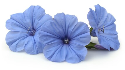 Obraz premium Blue morning glory isolated on a white png background, in high resolution, 