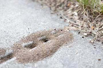Pavement ants. Ant hill on the patio