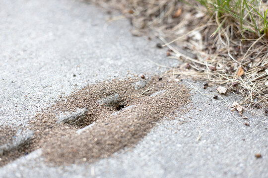 Pavement ants. Ant hill on the patio