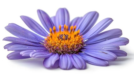 Obraz premium Purple aster bloom isolated on a white png background, in high resolution, 