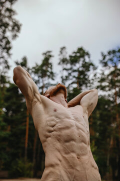 Man bare-chested athlete, skin texture of torso of a man