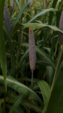 Pearl millet , super close up view