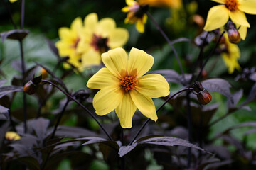 yellow flower