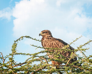Tawny Eagle Among Thorns