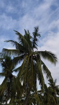 Coconut Palm Tree Crowns against Sunny Blue Sky. Tropical Island Nature. Bottom up view. Paradise garden.Palm Trees on the beach.
