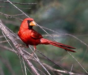 Cardinal Along the Salt River