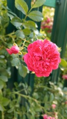 Pink bush roses near the green fence
