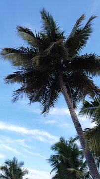 Palm tree leaves and sky landscape . sunny day on paradise palm beach. pan view