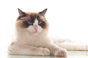 Beautiful young healthy Ragdoll cat on a white background.