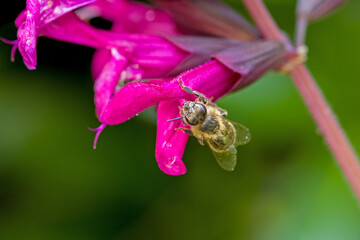 a bee searching for nectar on a pink blossom of the ornamental sage
