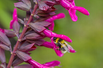 a bumblebee searching for nectar in a pink blossom of the ornamental sage