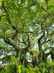 Árbol impresionante. Big tree. 