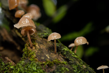 mushroom in the forest