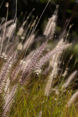 Wild field of grass on exuberant sunlight, warm toning.