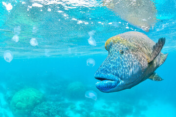 great barrier reef © SyedAamir