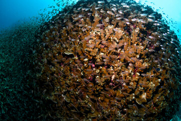 great barrier reef