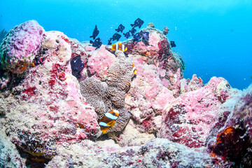 great barrier reef © SyedAamir