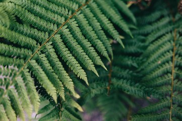 Close-up of green fern leaves in a natural setting