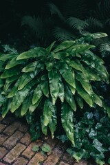 Close-up of lush green fern leaves in a garden with a brick pathway