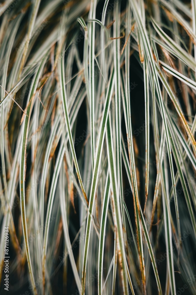 Wall mural close-up of green and white grass blades with a dark background.