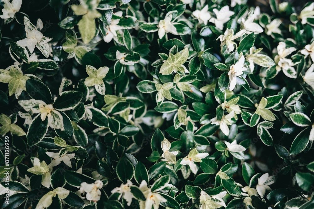 Wall mural close-up of lush green leaves with white flowers in a garden setting