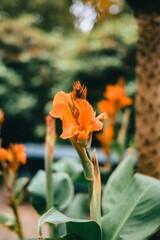 Obraz premium Close-up of a vibrant orange flower in a garden with a blurred background