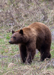 Fototapeta premium Black Bear in Springtime in Yellowstone National Park Wyoming