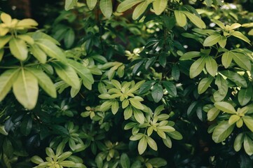 Close-up view of lush green leaves in a garden with varying shades of green.