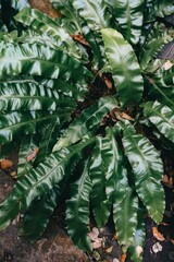 Fototapeta premium Close-up of lush green fern leaves in a natural setting
