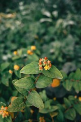 Close-up of a green plant with small yellow and red flowers in a garden