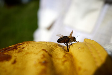 A bee against the background of a yellow glove. Apiculture. High quality photo