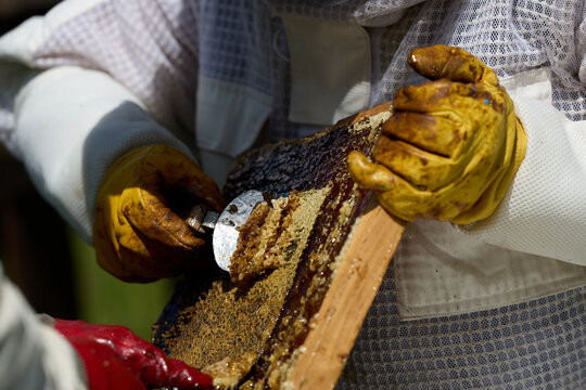 Beekeepers in costumes collect bee honey from evidence. High quality photo