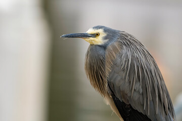 White-faced heron