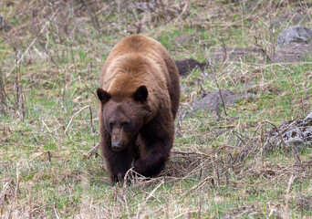 Black Bear in Springtime in Yellowstone National Park Wyoming