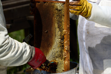 Beekeepers in costumes collect bee honey from evidence. High quality photo