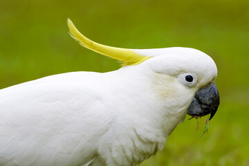 Sulphur-crested cockatoo 