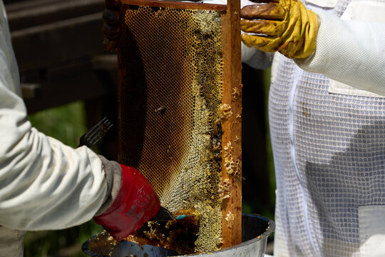 Beekeepers in costumes collect bee honey from evidence. High quality photo