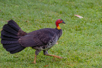 Australian Brushturkey 