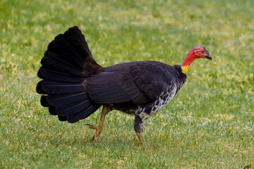 Australian Brushturkey 