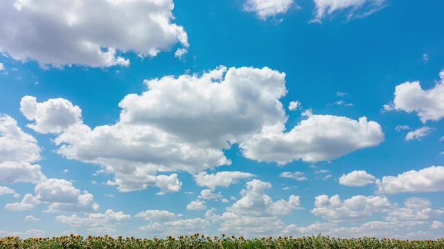 Blue Sky with White Clouds with Sunflower Field. Puffy Fluffy White Clouds Moving Fast. Cumulus Cloudscape Timelapse. Summer Nature Weather Sky Time Lapse Video