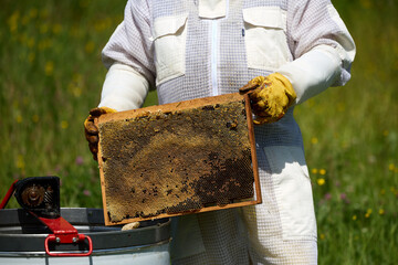 Beekeepers in costumes collect bee honey from evidence. High quality photo