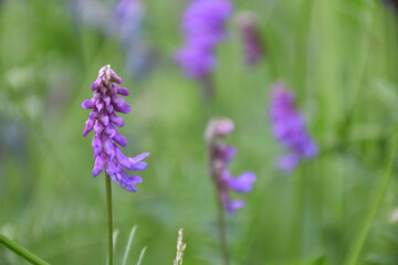 Мышиный луговой горох крупным планом в естественной среде