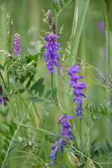 Мышиный луговой горох крупным планом в естественной среде